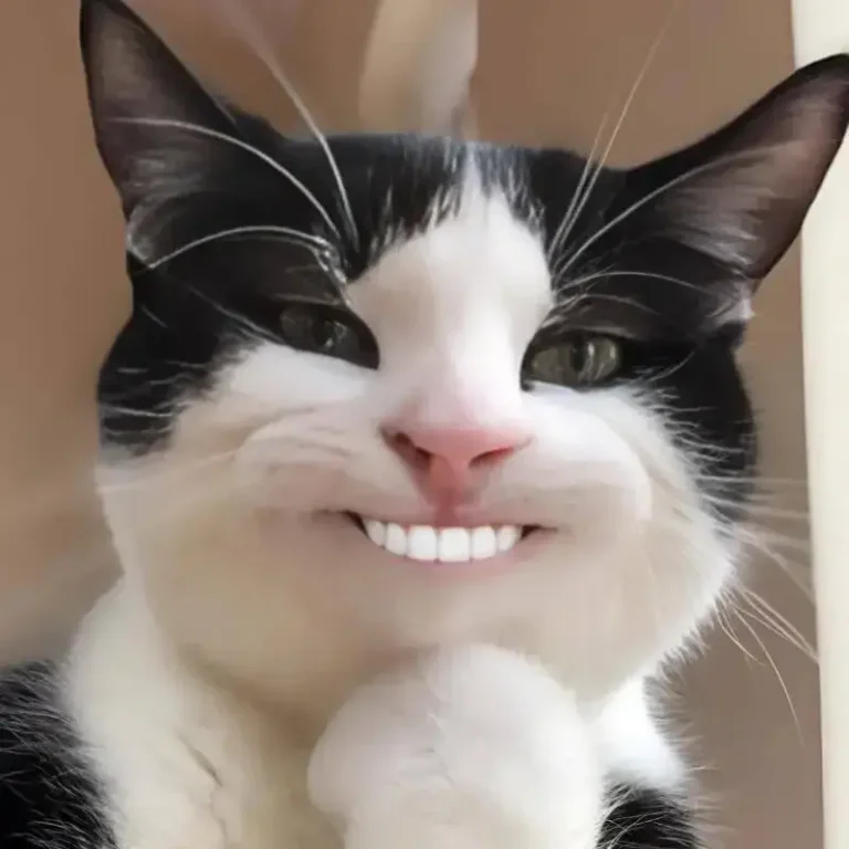 Tổng Hợp 150+ Meme Mèo Cười Nhe Răng Hài Hước, Đểu Và Khó Đỡ