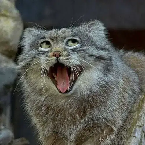 meme mèo cười nhe răng