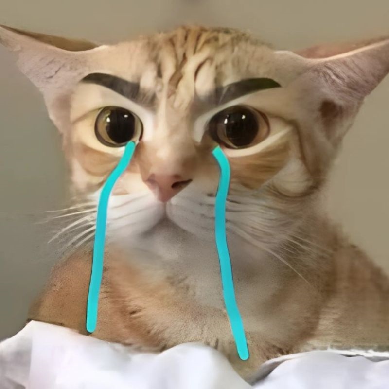 Meme mèo khóc