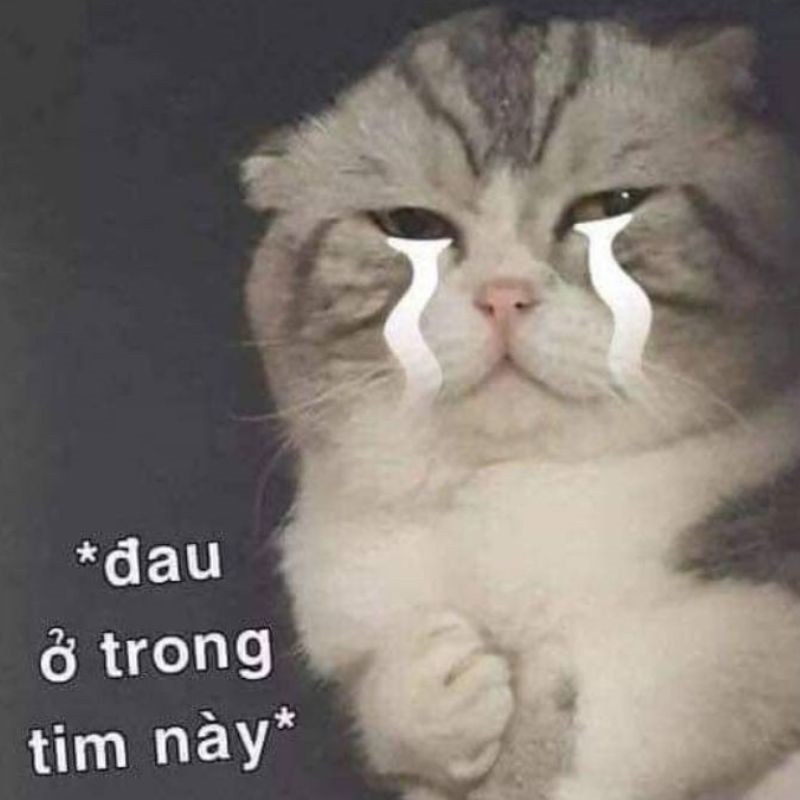 Meme mèo khóc