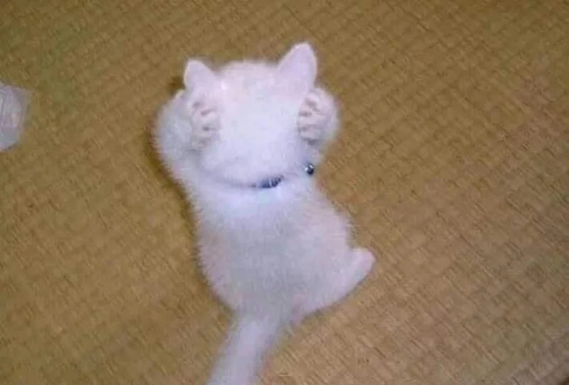 Meme Mèo Ôm Đầu