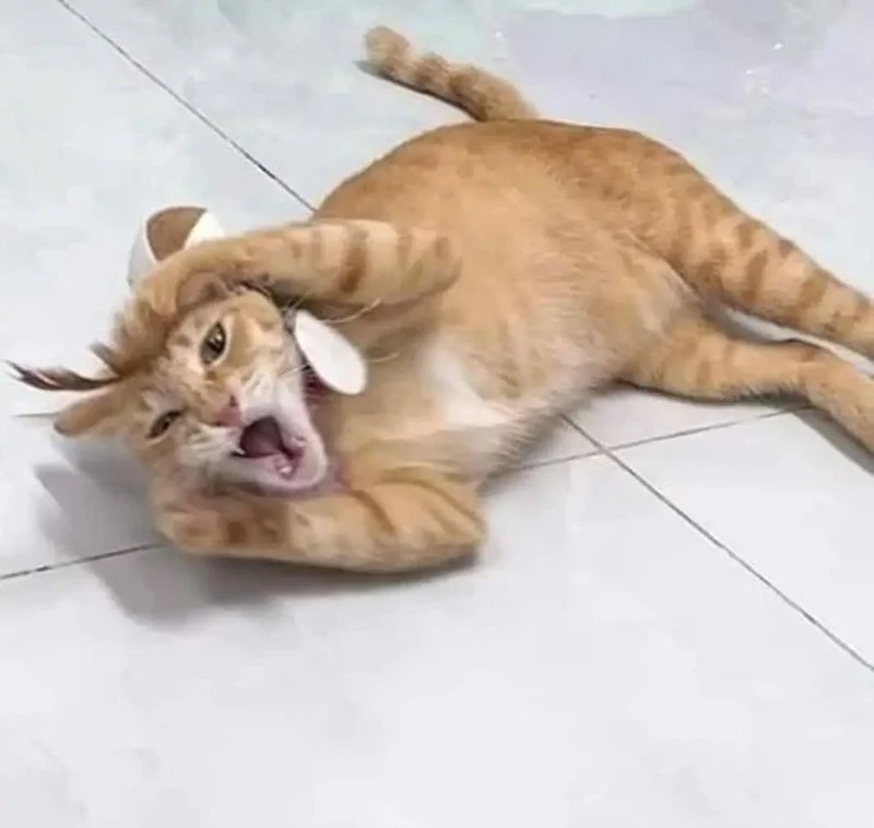 Meme Mèo Ôm Đầu