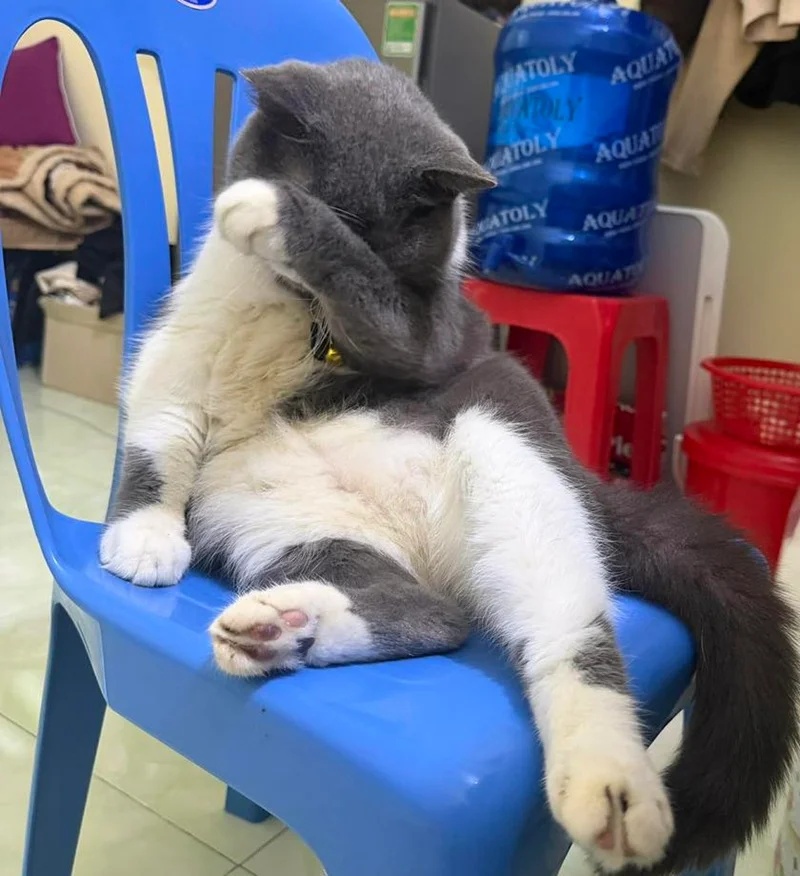 Meme Mèo Ôm Đầu