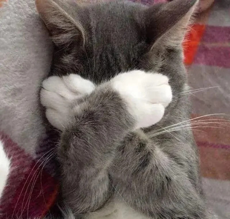Meme Mèo Ôm Đầu