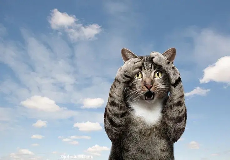 Meme Mèo Ôm Đầu