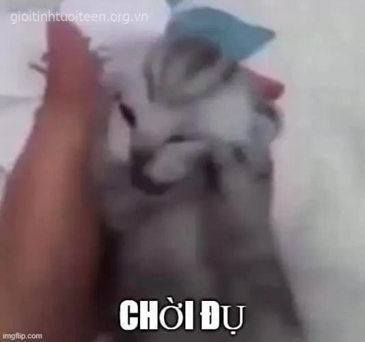 Meme Mèo Ôm Đầu