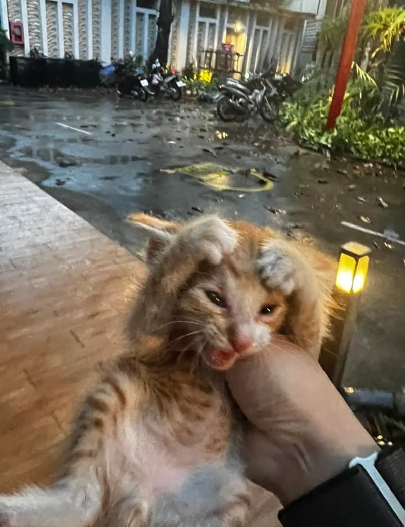 Meme Mèo Ôm Đầu