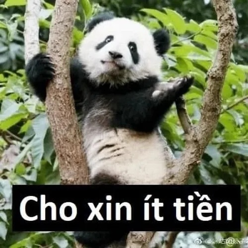 Meme Nghèo