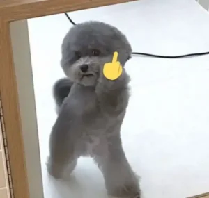 Meme Ngón Giữa