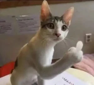 Meme Ngón Giữa