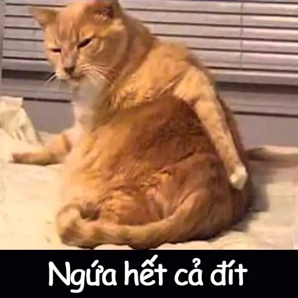 Meme Ngu