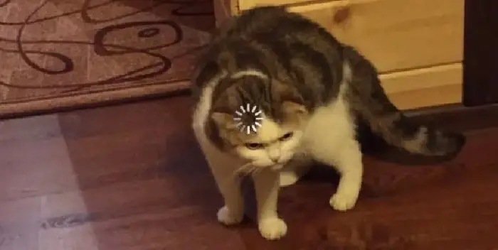Meme Ngu