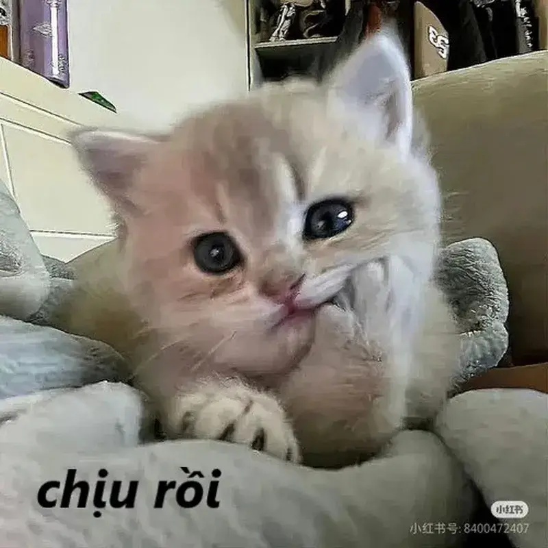 Meme Phải Chịu