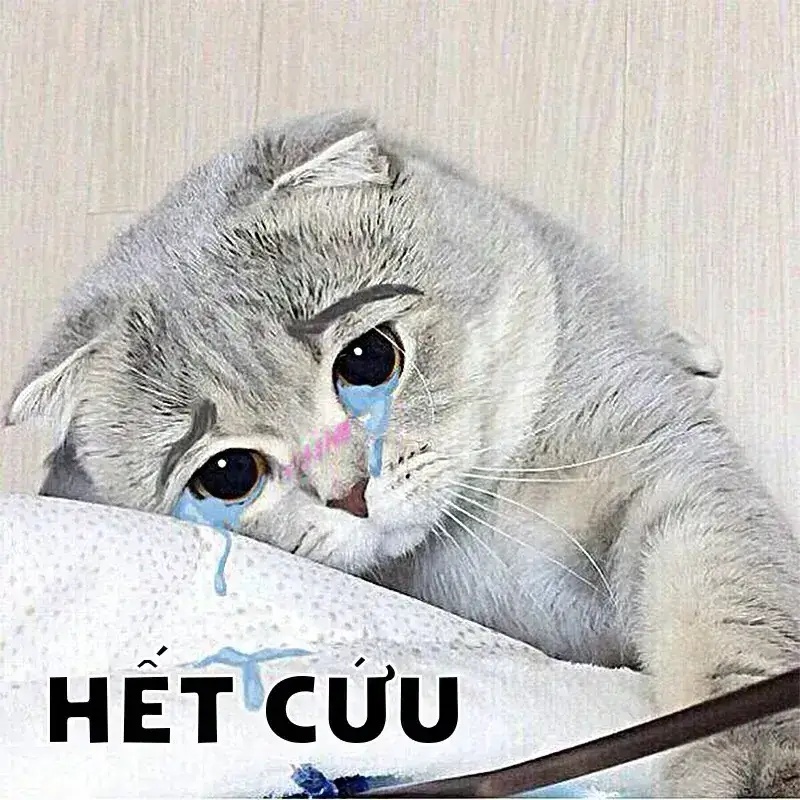 Meme Phải Chịu