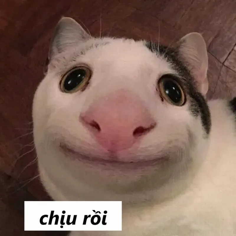 Meme Phải Chịu