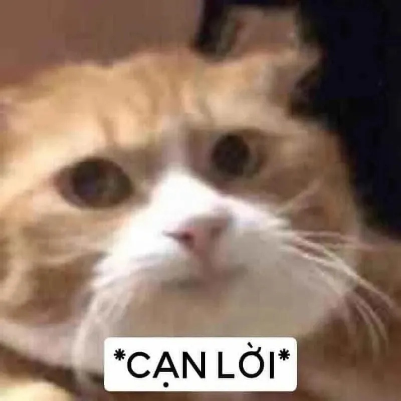 Meme Phải Chịu