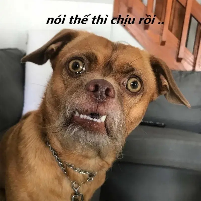 Meme Phải Chịu