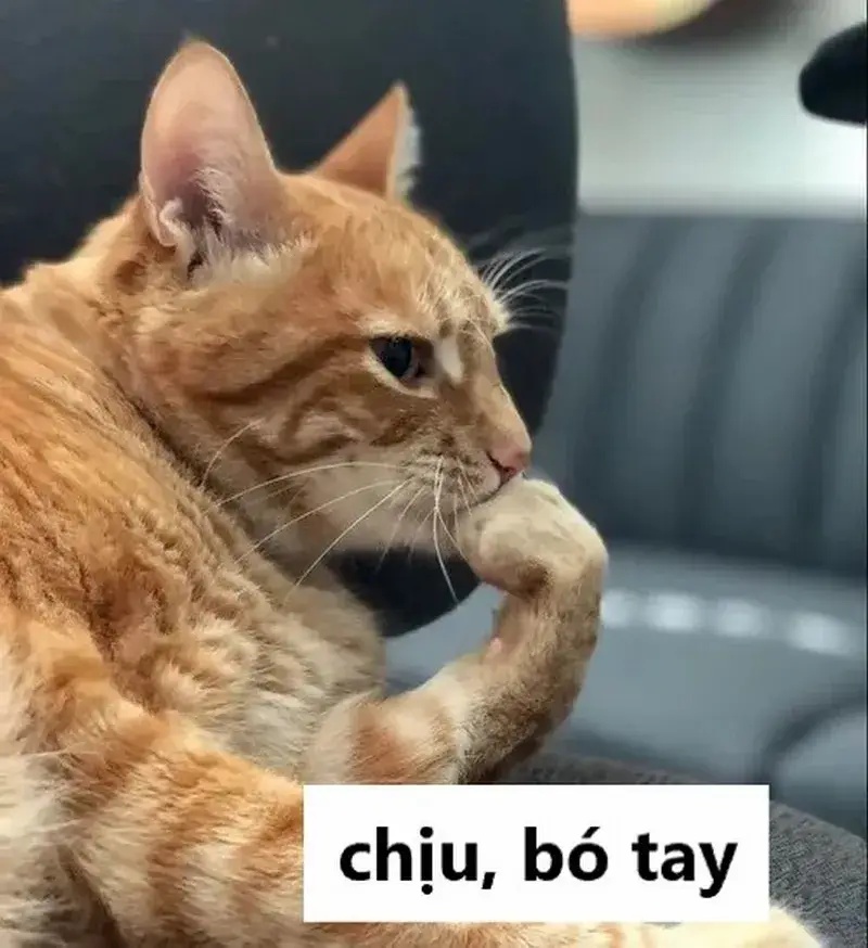 Meme Phải Chịu