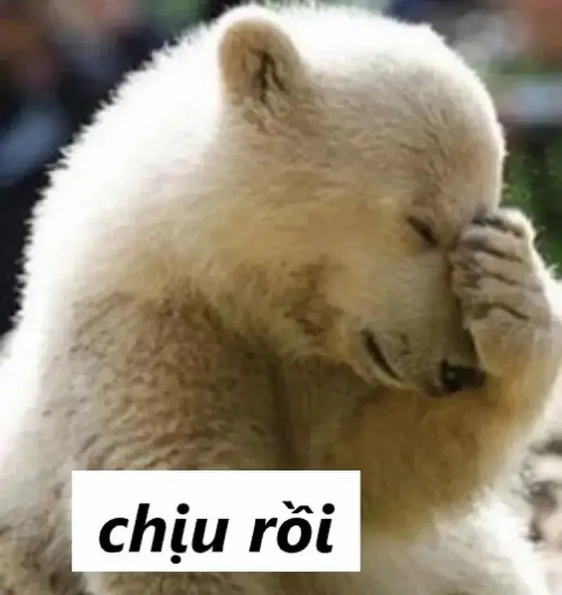 Meme Phải Chịu