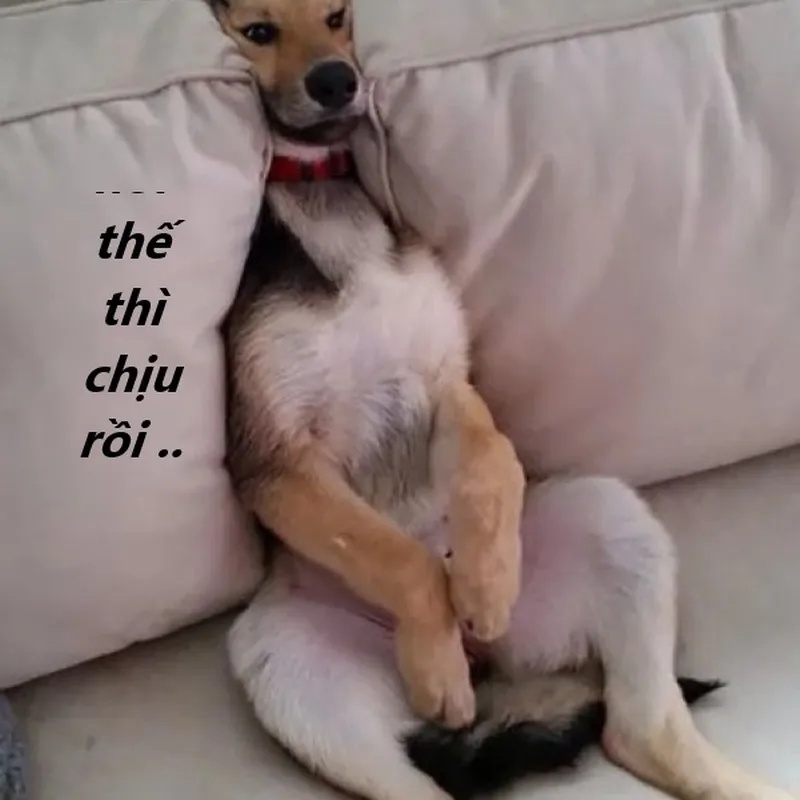 Meme Phải Chịu