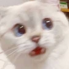 Meme Sợ Hãi