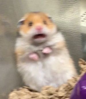 Meme Sợ Hãi