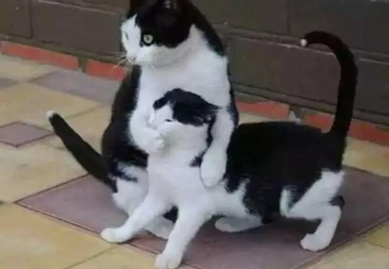 Meme suỵt