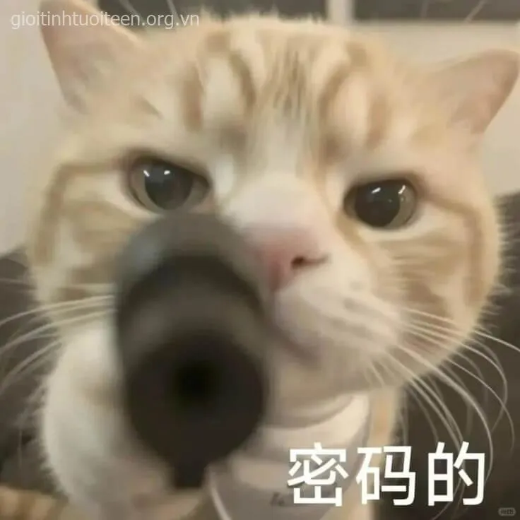 Meme mèo cầm súng