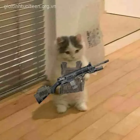 Meme mèo cầm súng