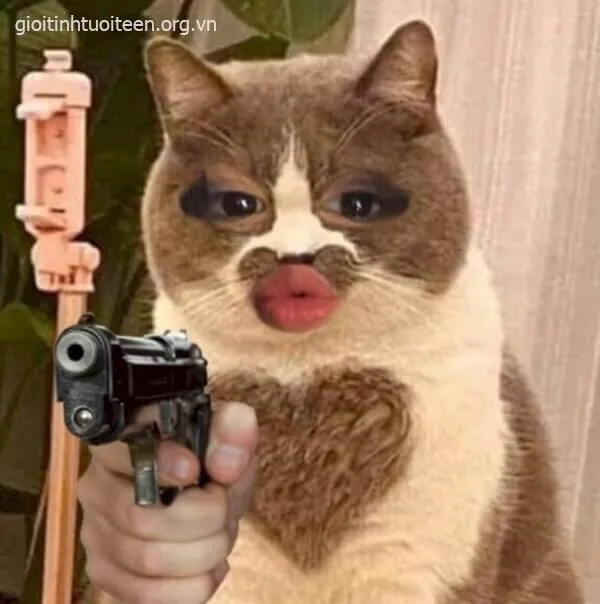 Meme mèo cầm súng