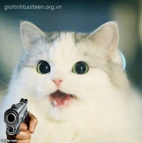 Meme mèo cầm súng