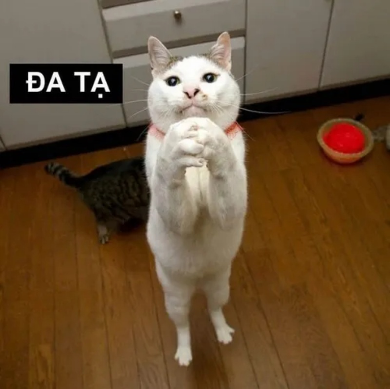 Đa Tạ Meme