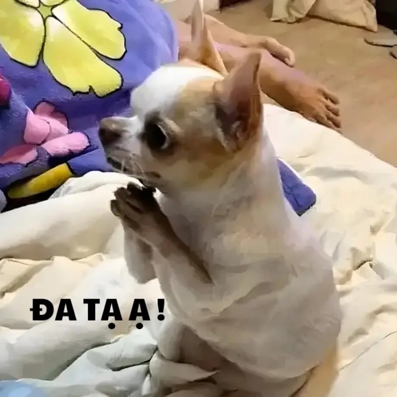 Đa Tạ Meme