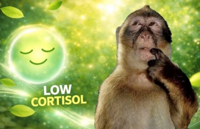 low cortisol meme