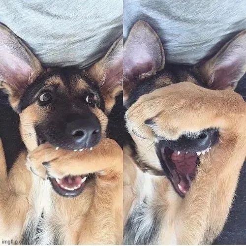 Meme Che Mặt