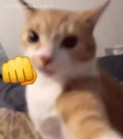 meme đấm