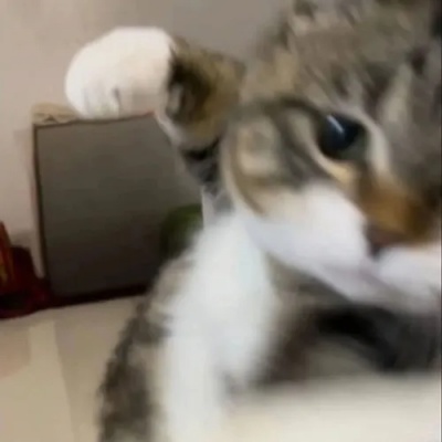 meme đấm