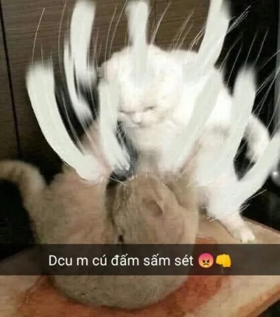 meme đấm