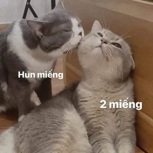 Meme Hôn