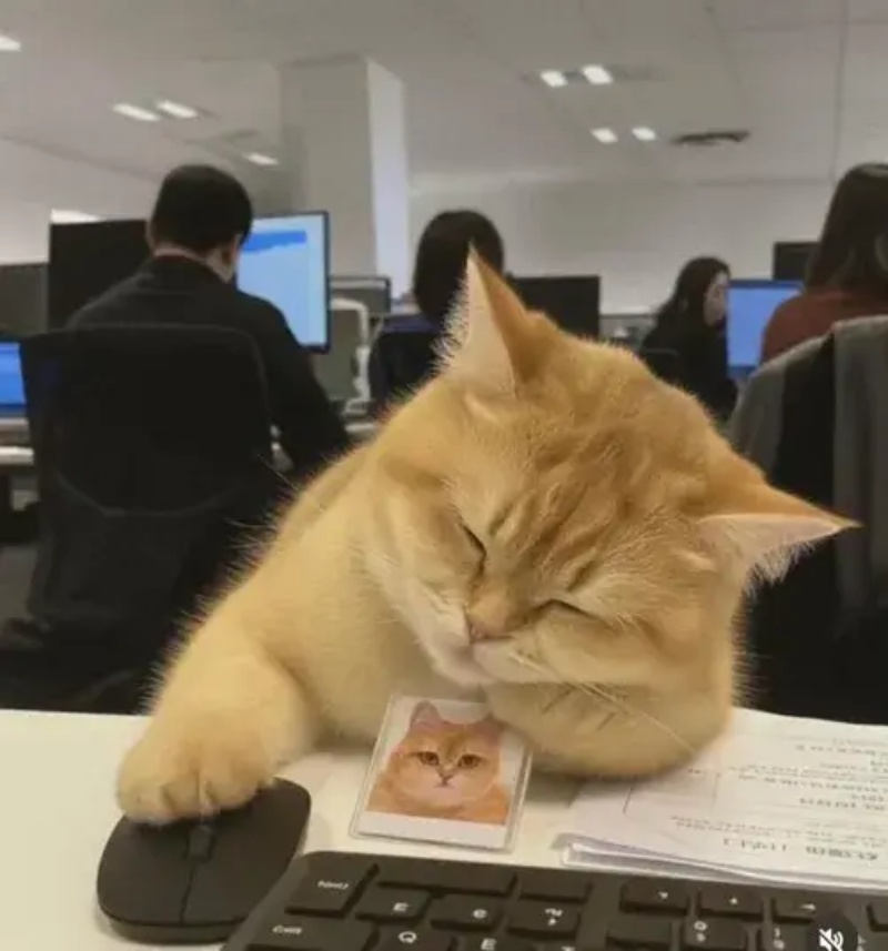 Meme Mệt Mỏi