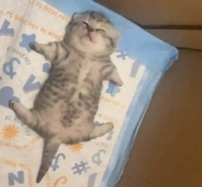 Meme Mệt Mỏi