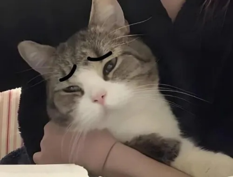 Meme Mệt Mỏi