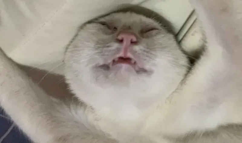 Meme Mệt Mỏi