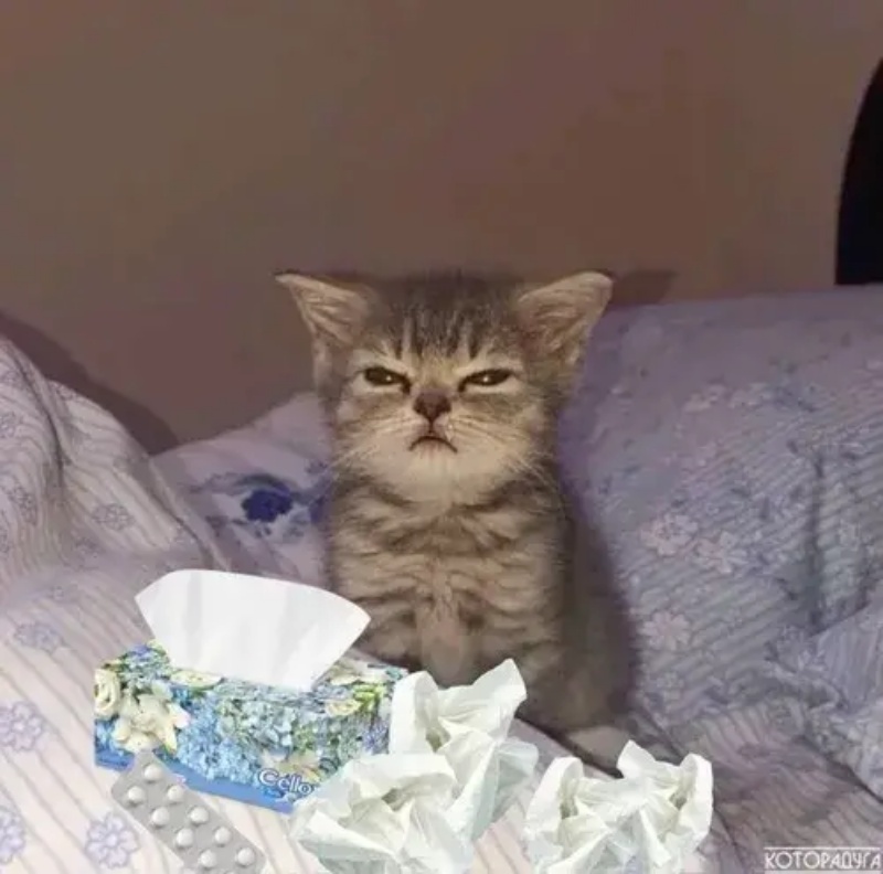 Meme Mệt Mỏi