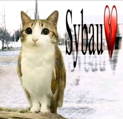 sybau meme