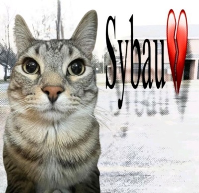 sybau meme